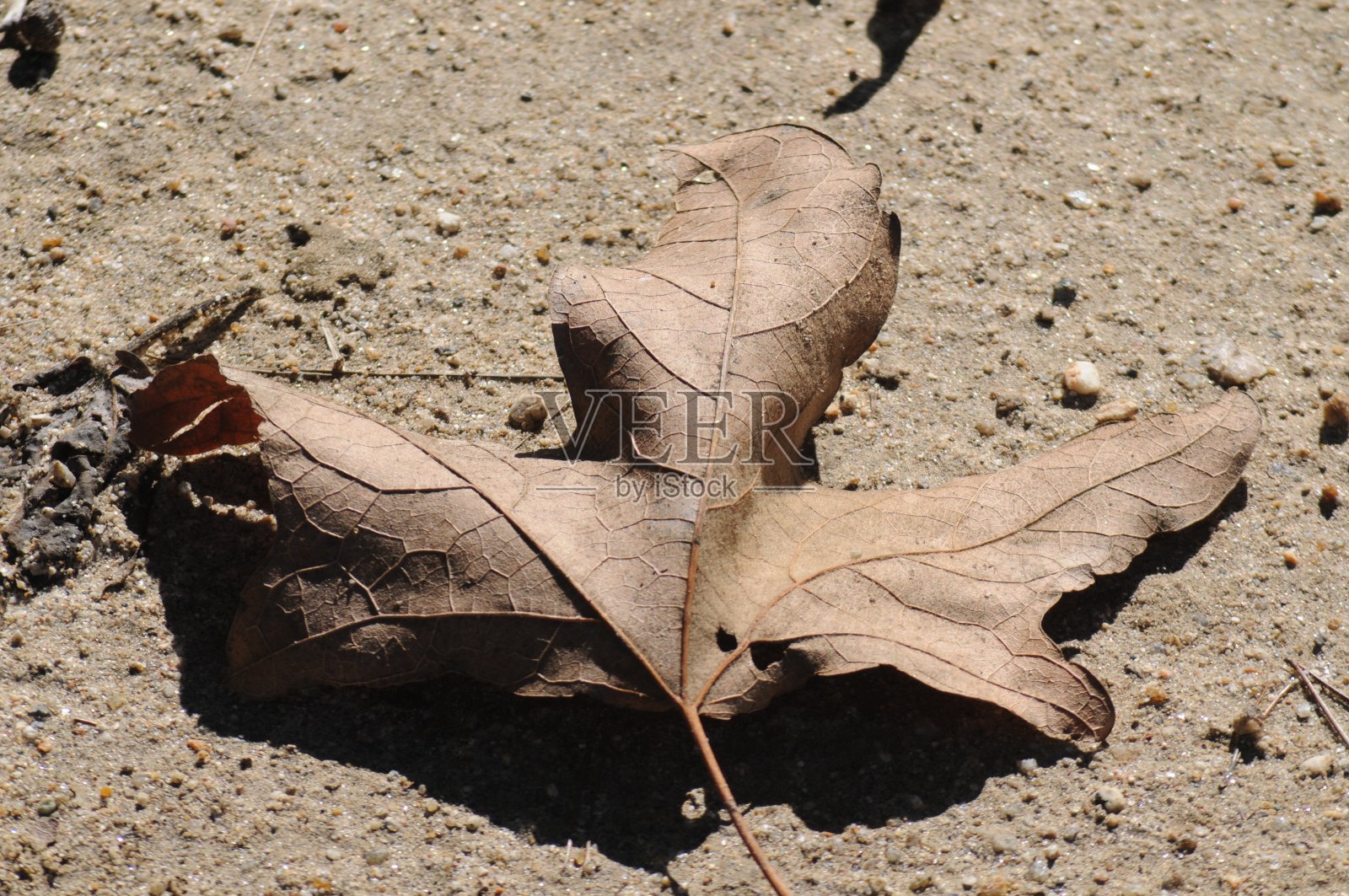 地上落叶照片摄影图片