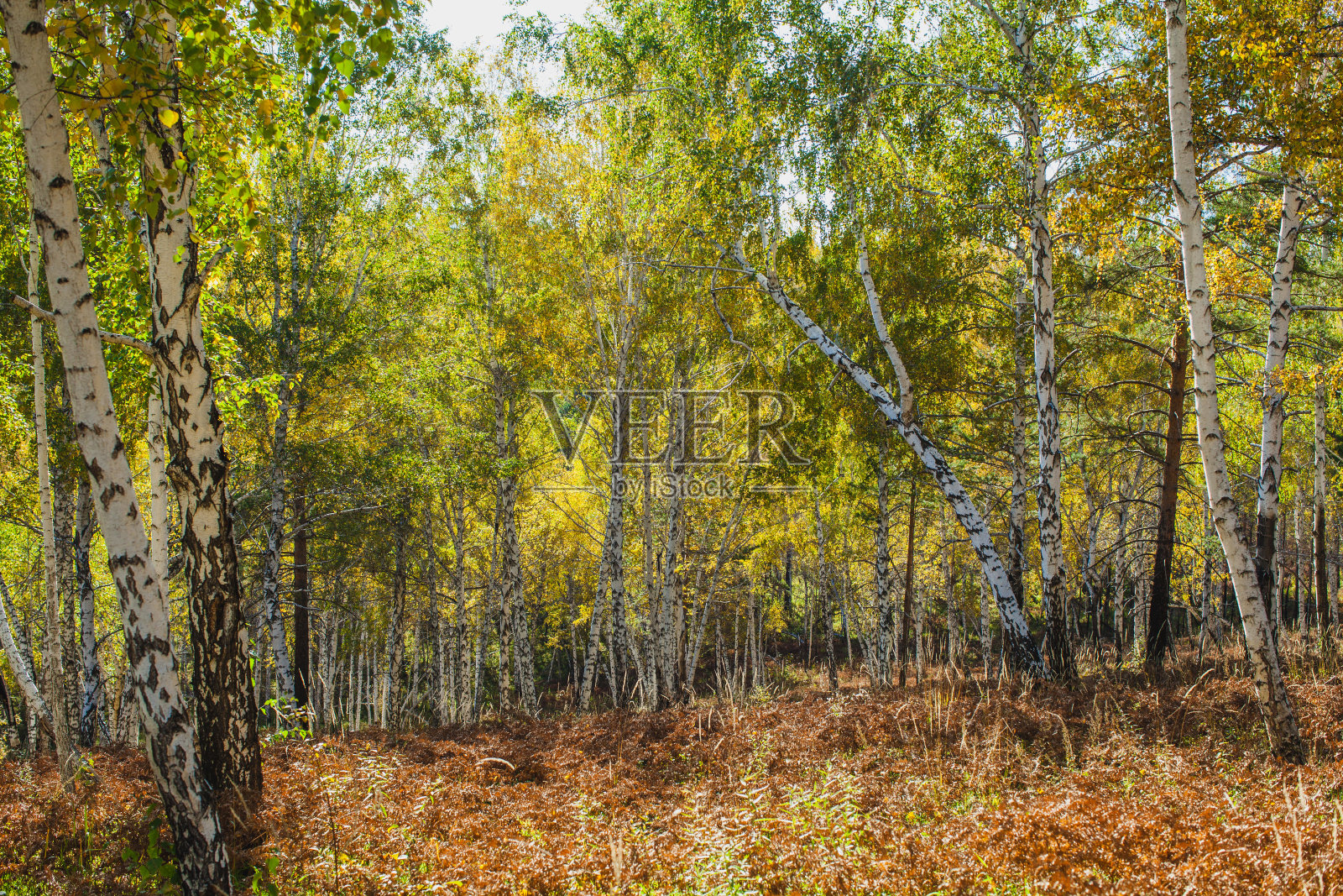 在秋天金色的树林里照片摄影图片
