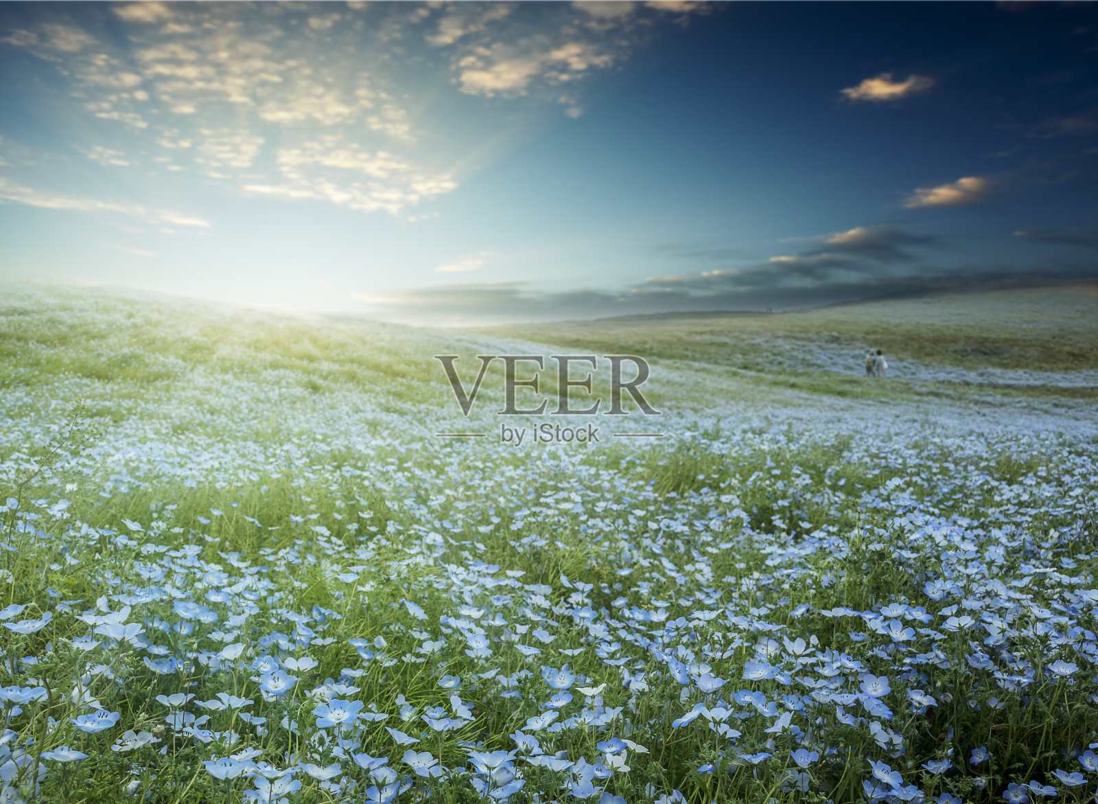 日立海滨公园的树和龙蝶在春天的蓝天下，茨城市，日本照片摄影图片