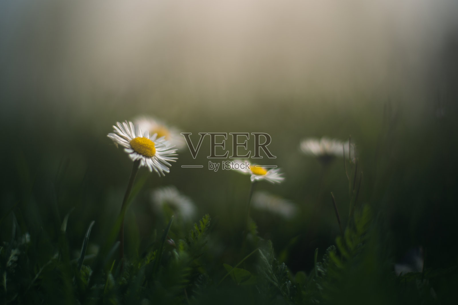 雏菊在晨光中照片摄影图片