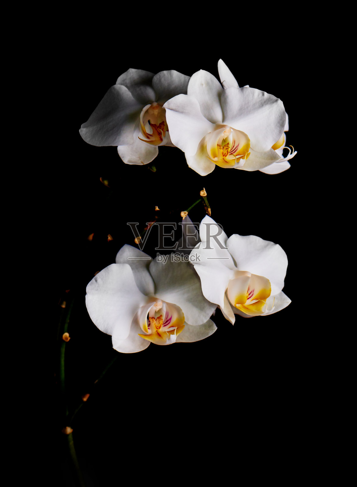 孤立在黑色背景上的长凳上的兰花花。照片摄影图片