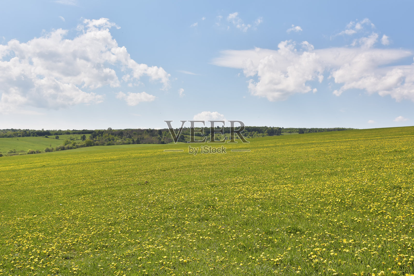 绿色的田野和蔚蓝的天空上长着蒲公英照片摄影图片