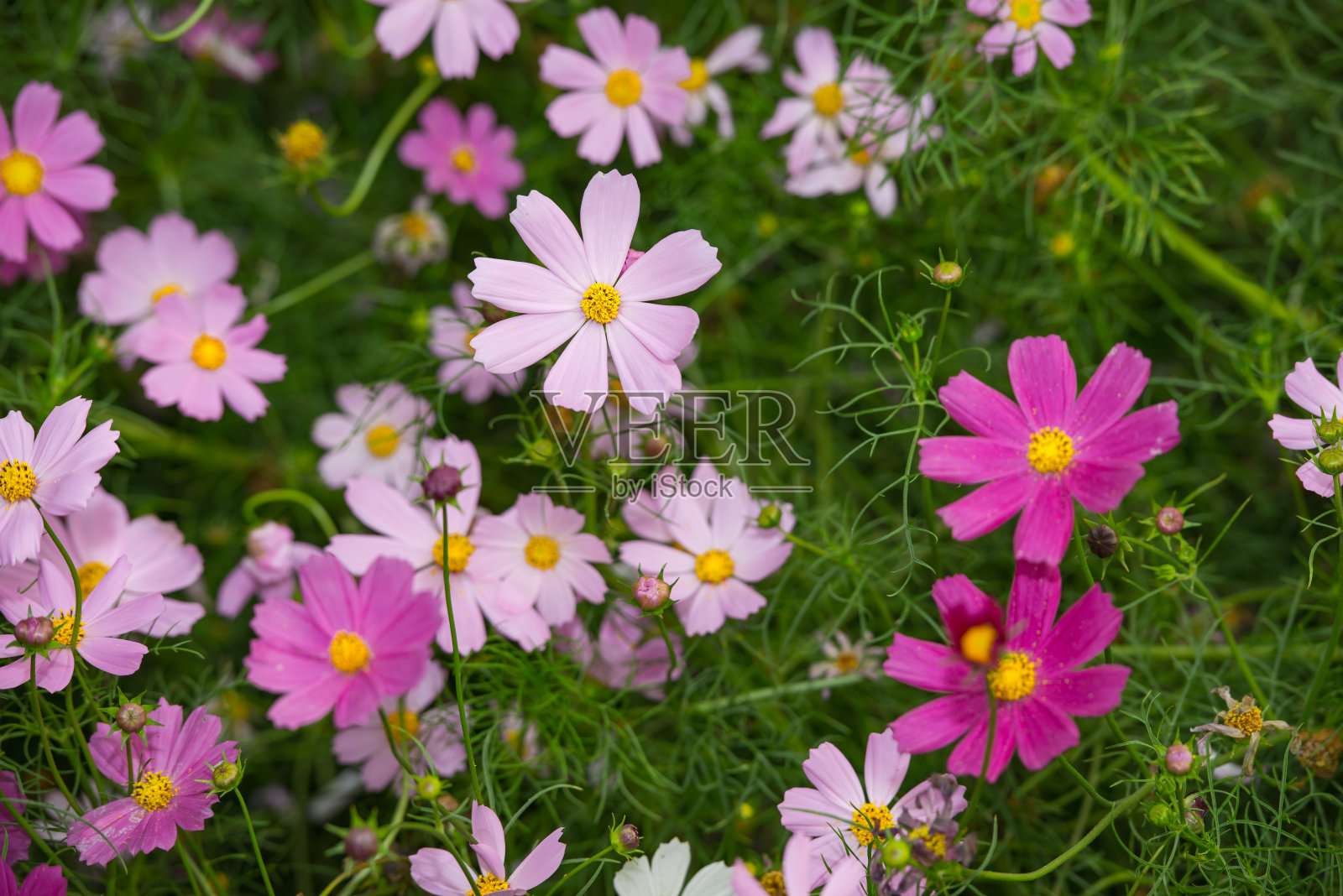 背光格桑花在田间照片摄影图片