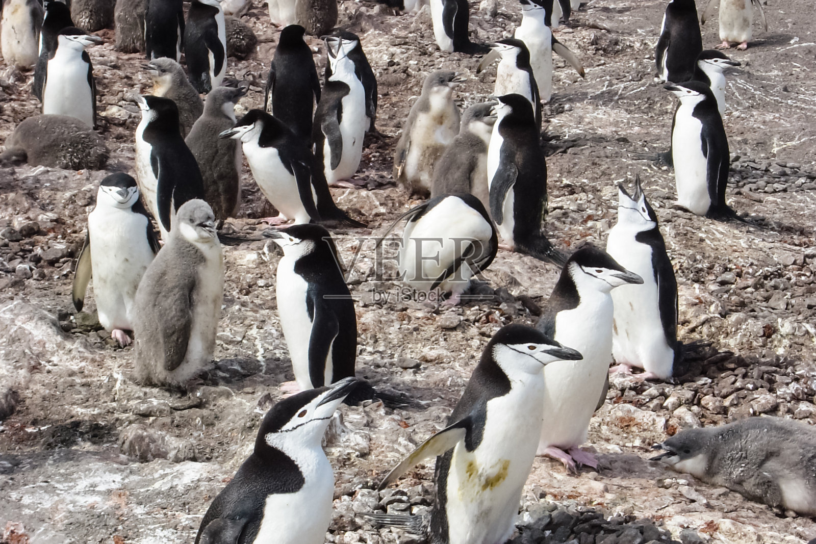 企鹅在南极洲，水禽在自然界中的企鹅。照片摄影图片