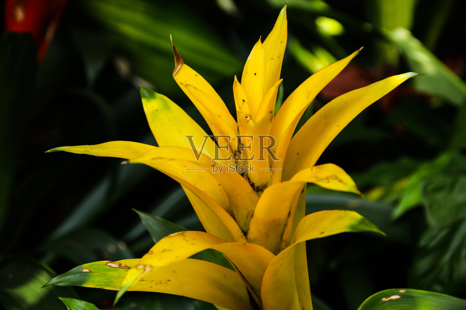 古兹曼在花园里。照片摄影图片