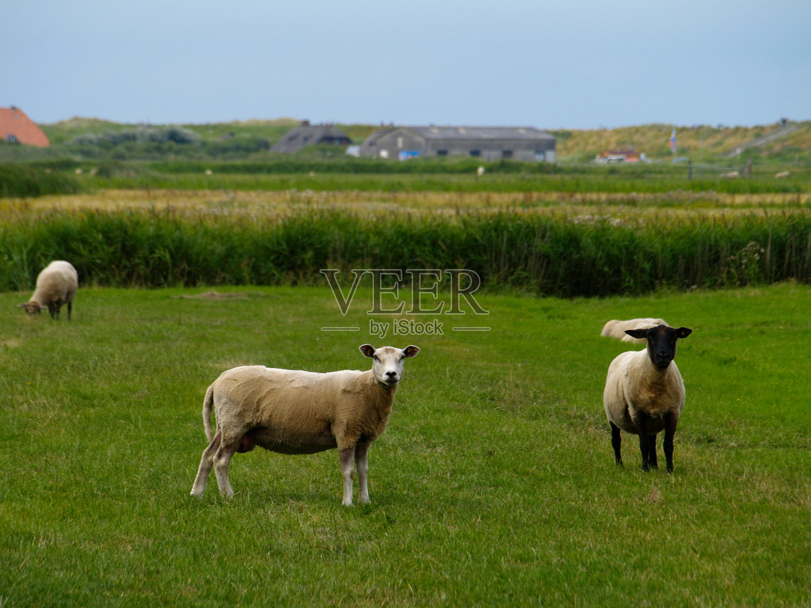 圣彼得-奥丁海岸附近的羊照片摄影图片