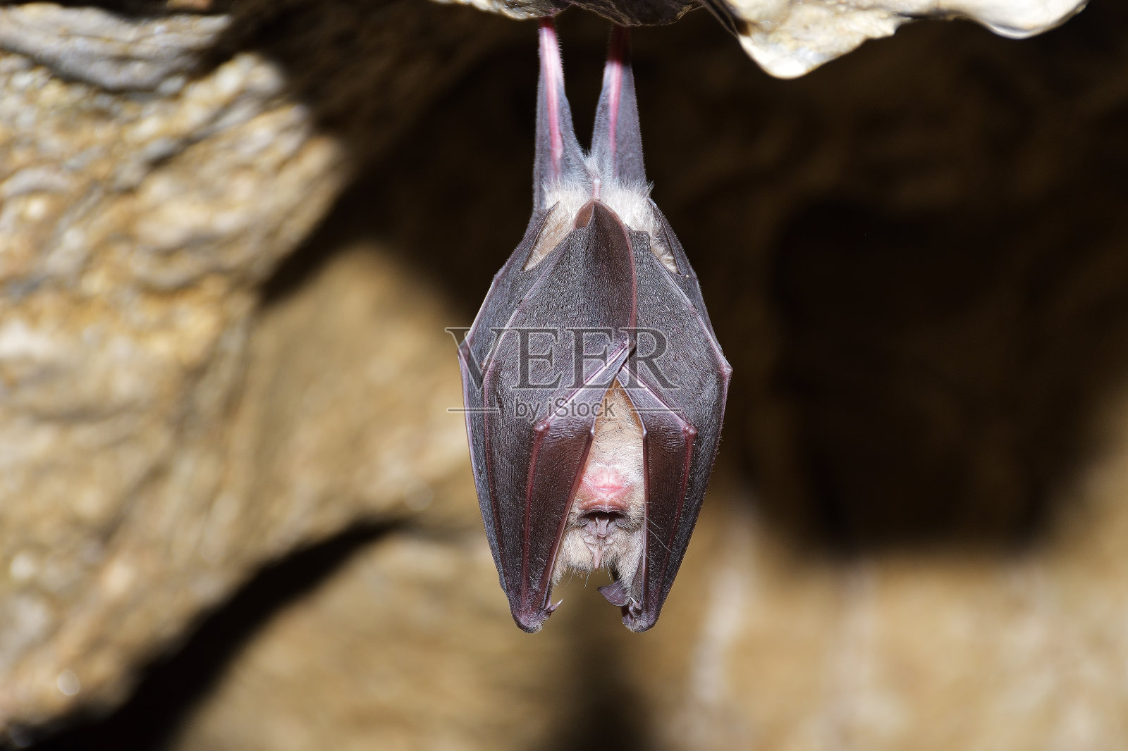 更大的马蹄蝙蝠（犀牛皮球）照片摄影图片