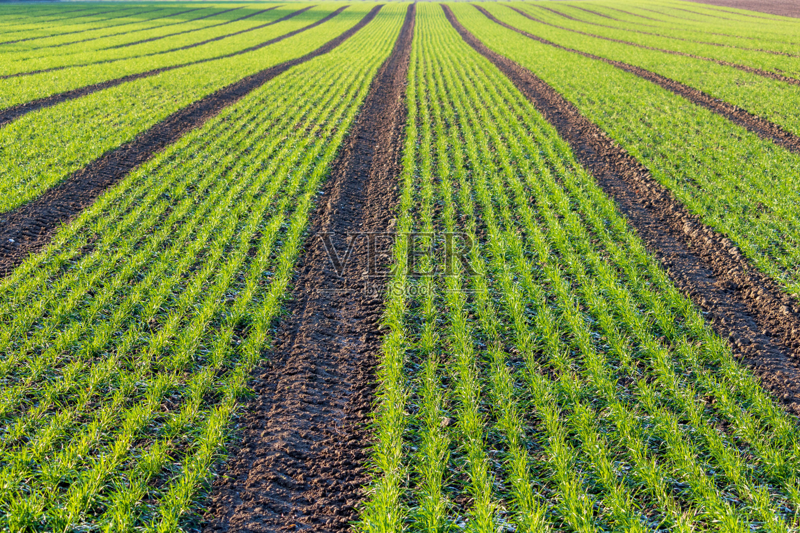 新鲜种子农田在冬季季节照片摄影图片