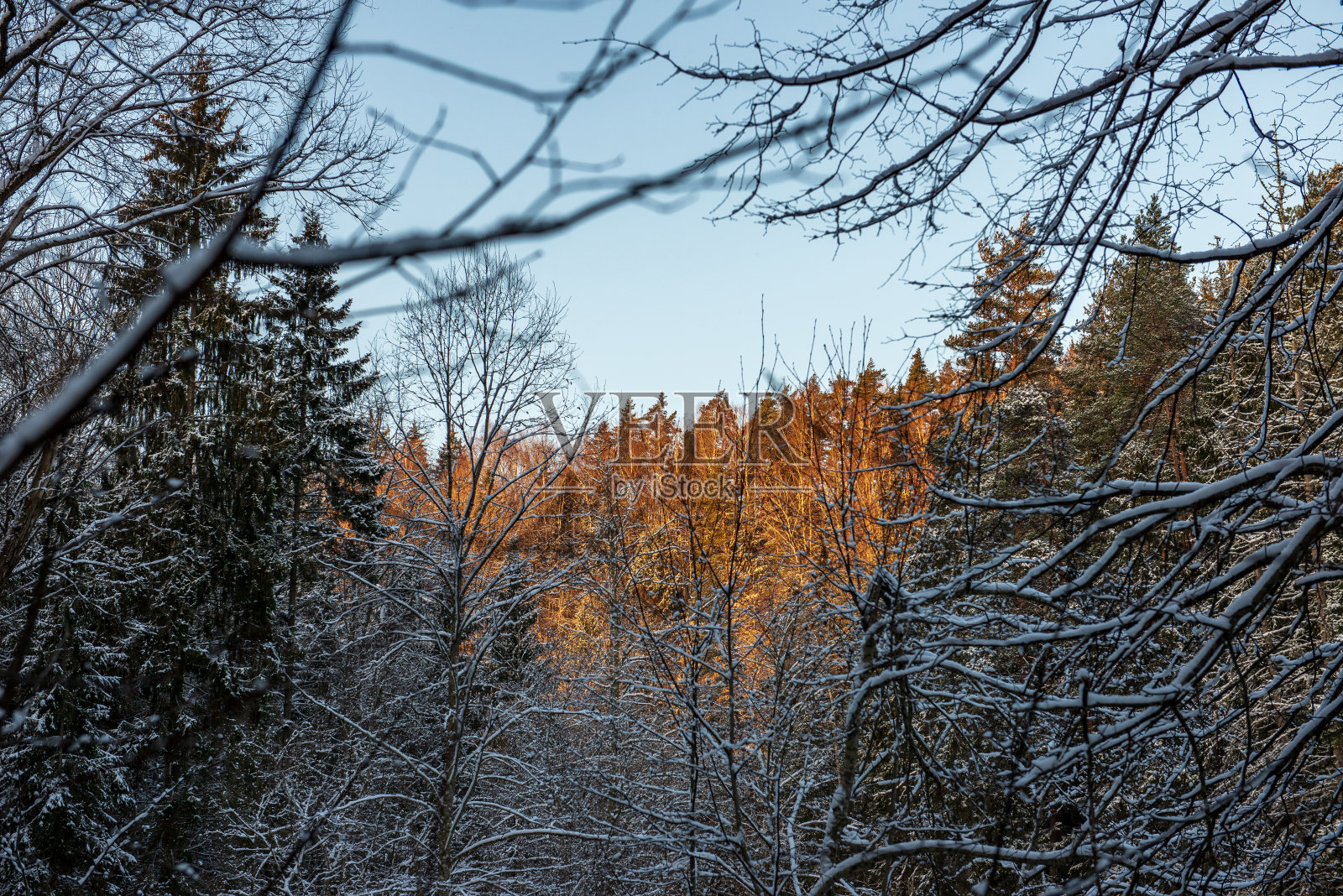 太阳在大雪覆盖的森林中升起照片摄影图片