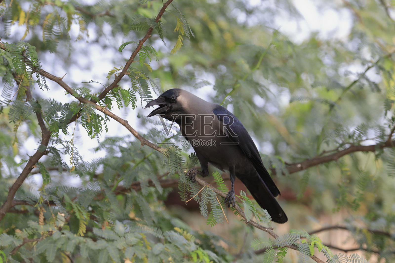 房子的乌鸦照片摄影图片