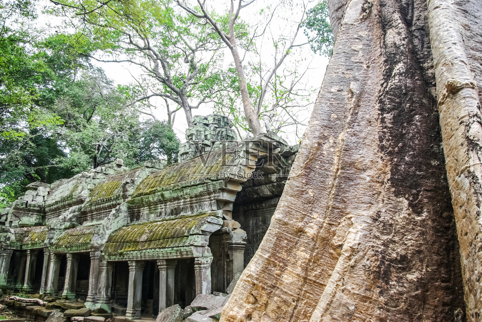 吴哥废墟上的树木，丛林来了，暹粒吴哥照片摄影图片