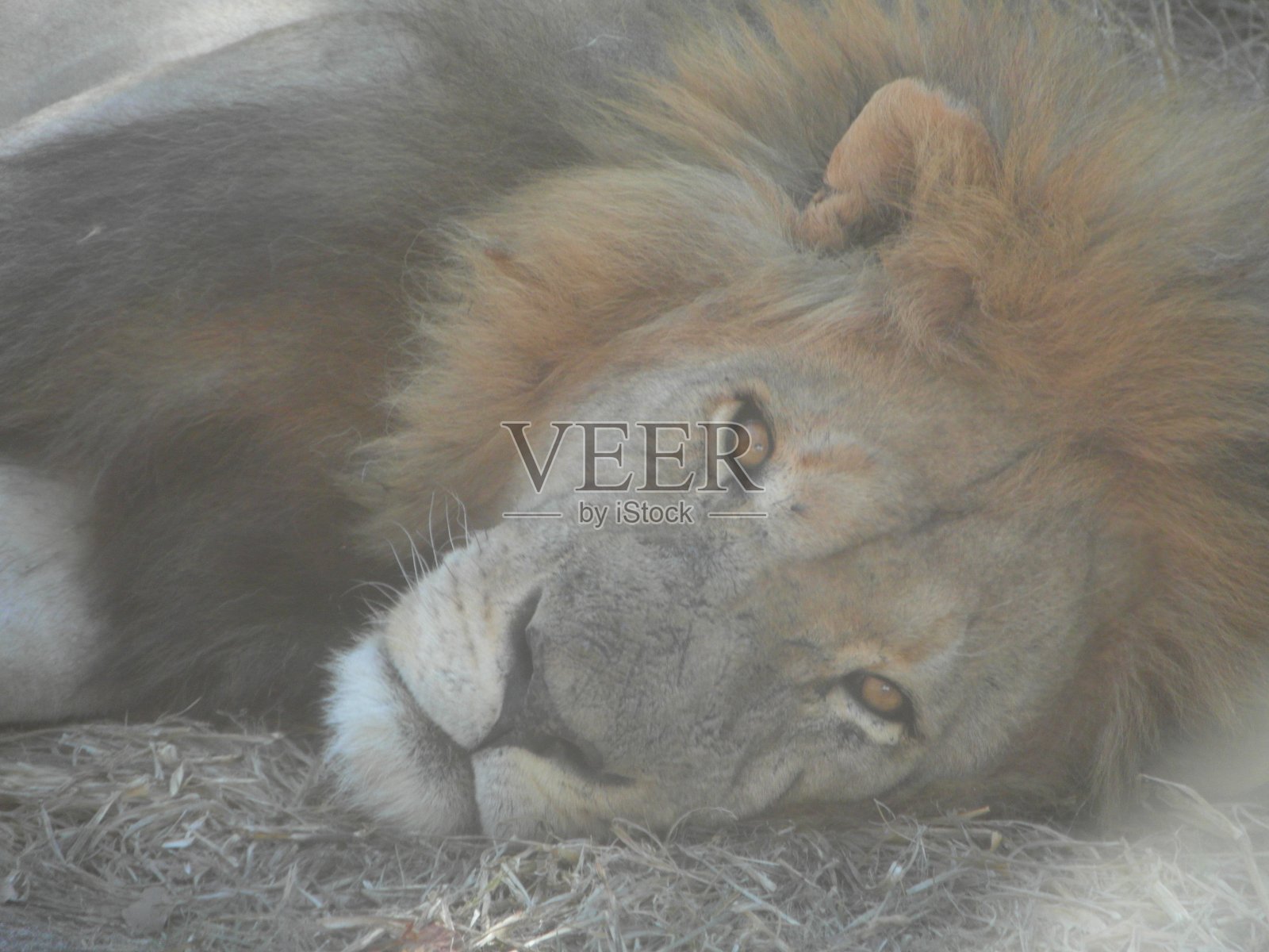 狮子休息特写照片摄影图片