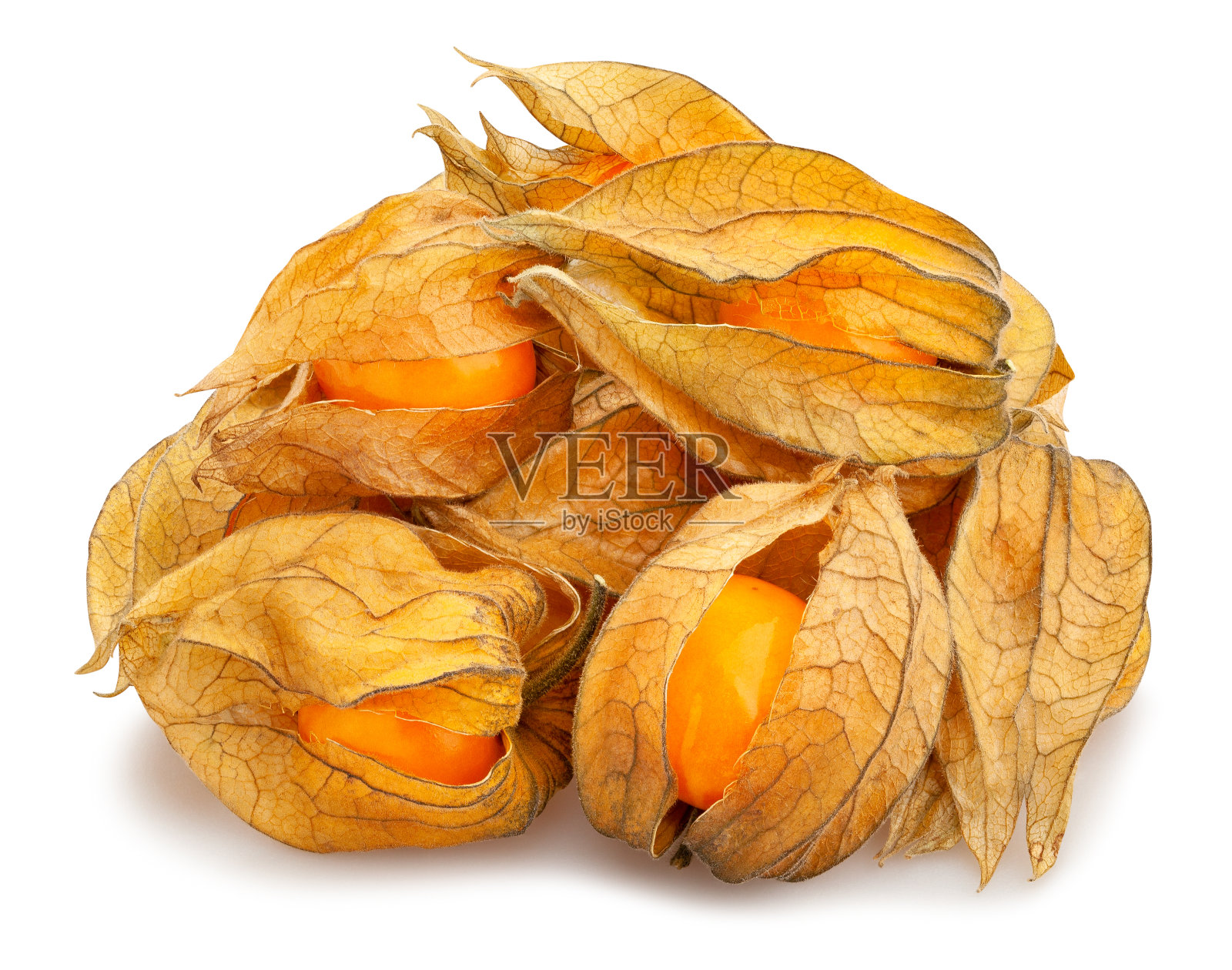 酸浆属照片摄影图片