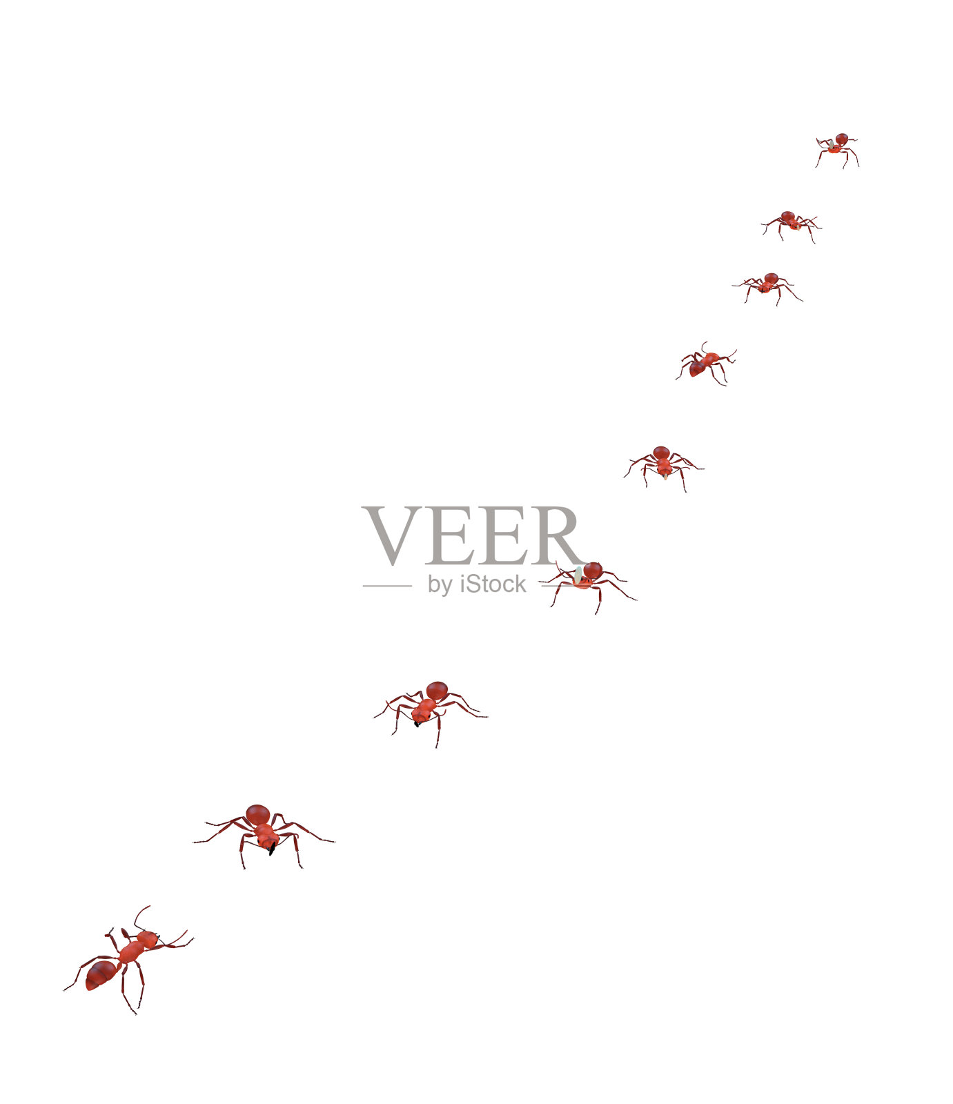 收割蚁走直线，团队合作和纪律照片摄影图片