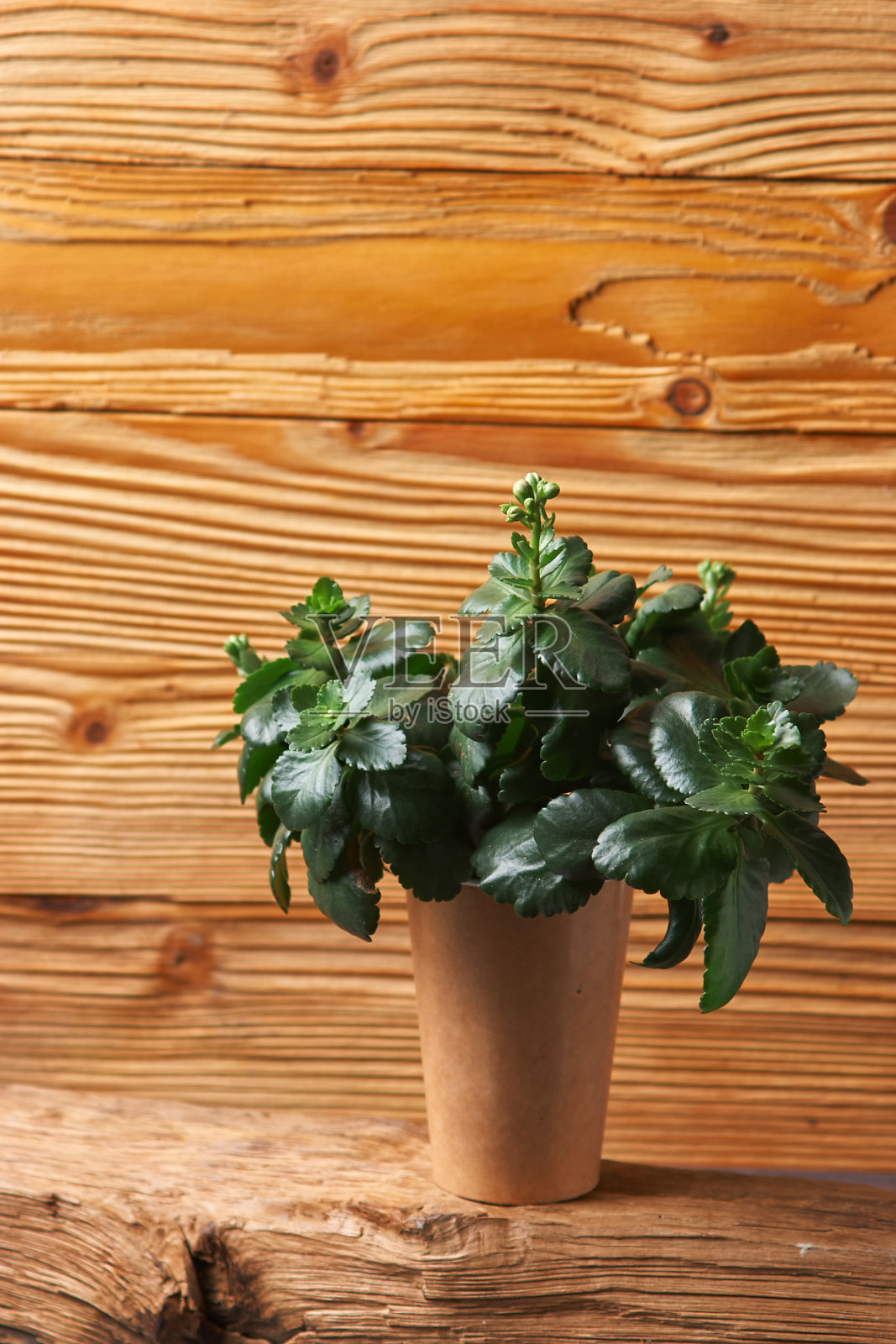 kalanche喜欢室内植物和生态的概念。近距离观赏室内植物照片摄影图片