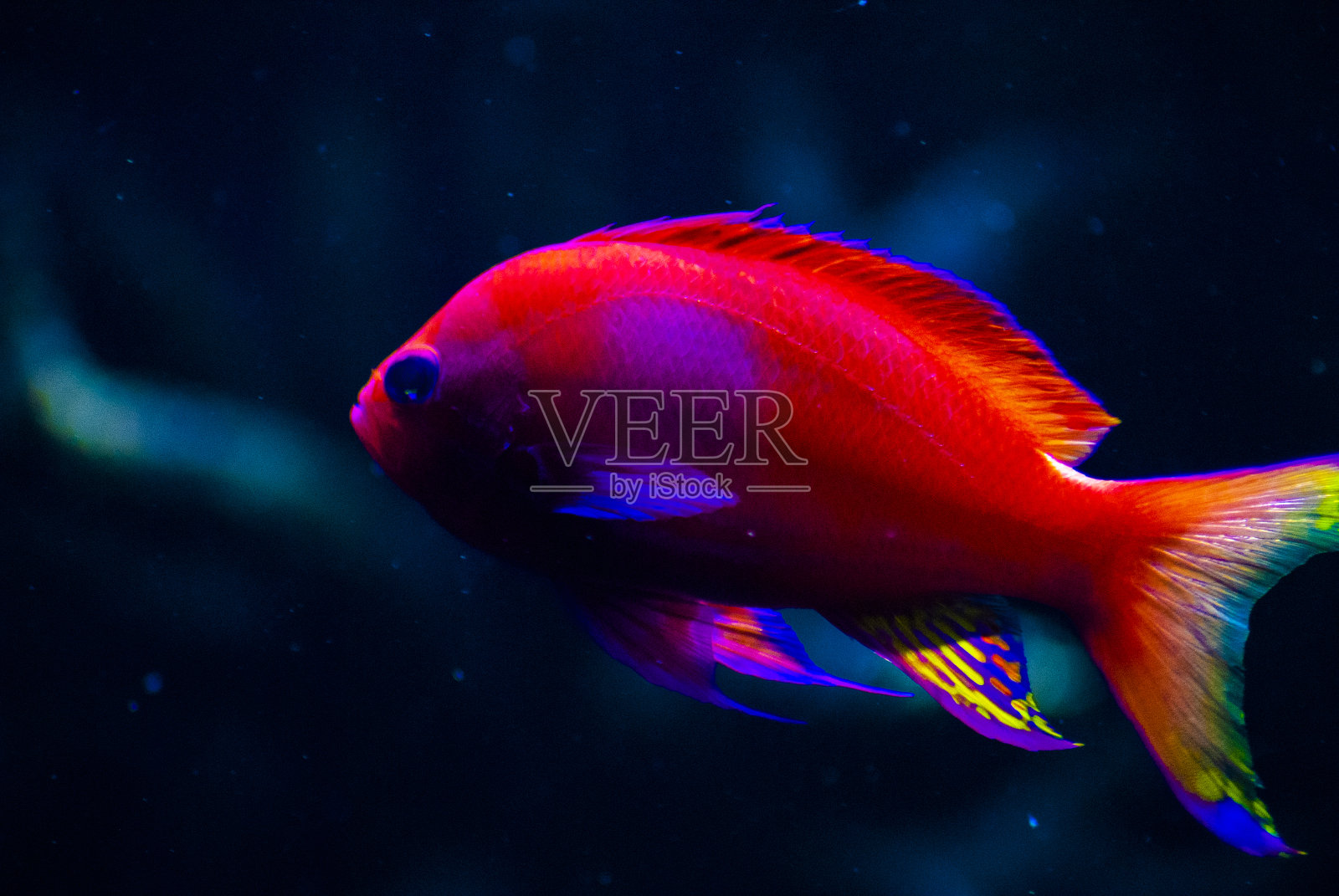 色彩斑斓的鱼照片摄影图片