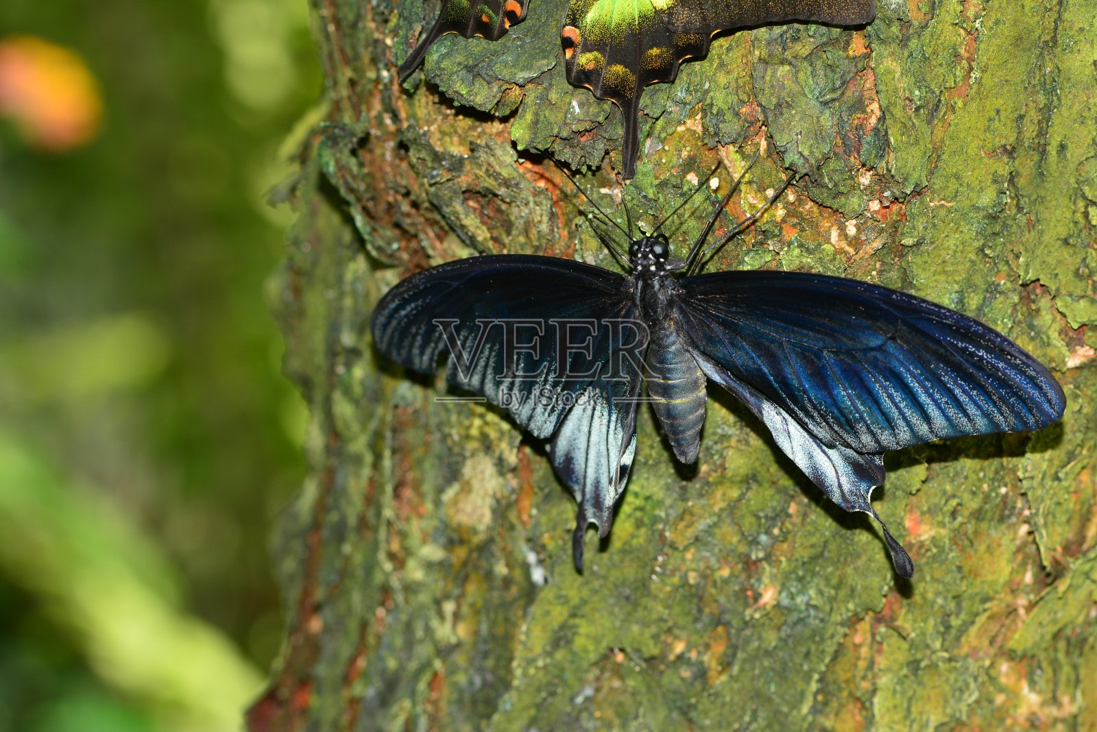 叶子上色彩斑斓的黑色蝴蝶照片摄影图片