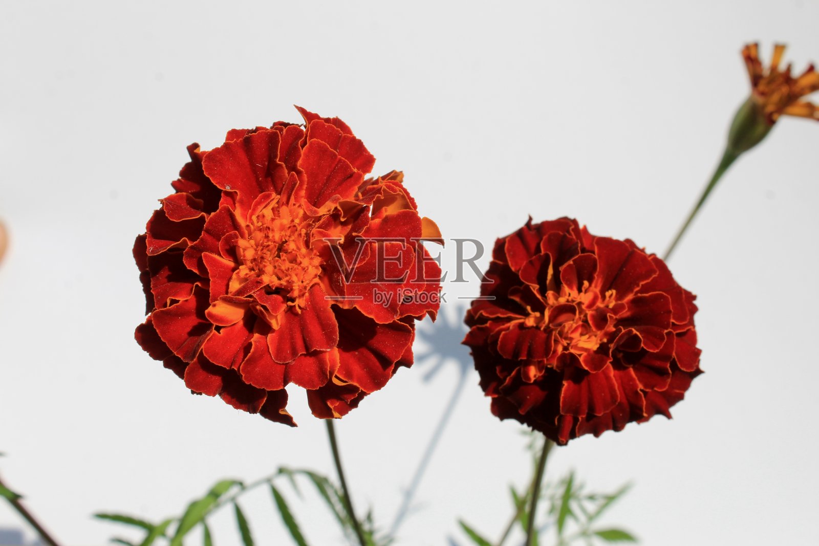 花摄影，红色的金盏花和叶子在白色的背景照片摄影图片