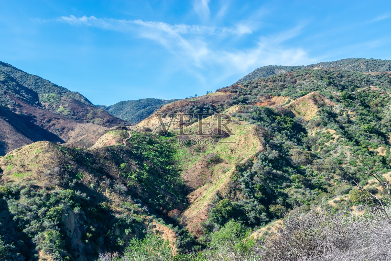 火灾后的新生长照片摄影图片