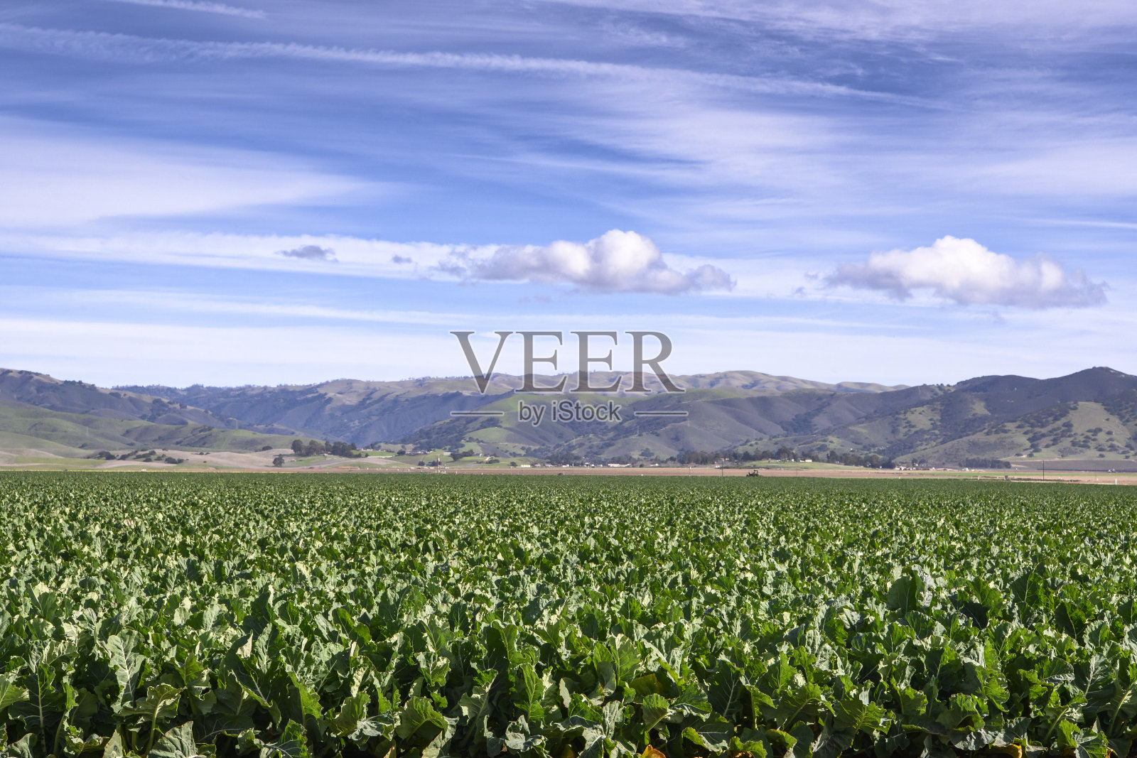 背景是吉比兰山脉的西兰花田照片摄影图片