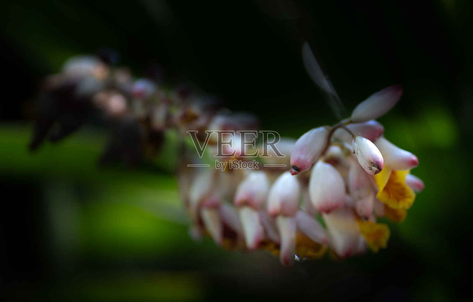 花照片摄影图片