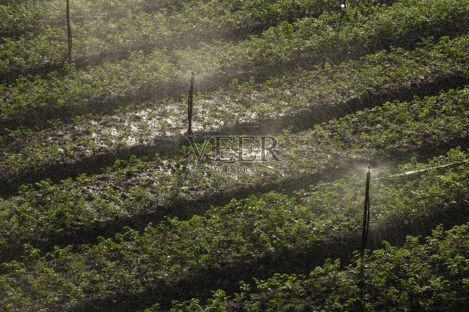 自动浇灌蔬菜场照片摄影图片