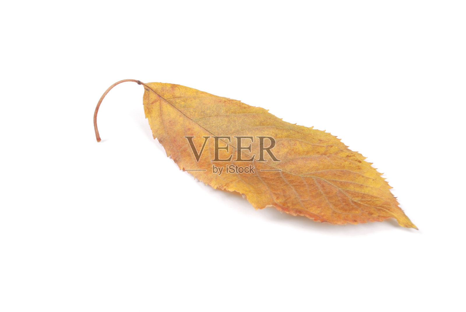 美丽的彩色的叶子照片摄影图片