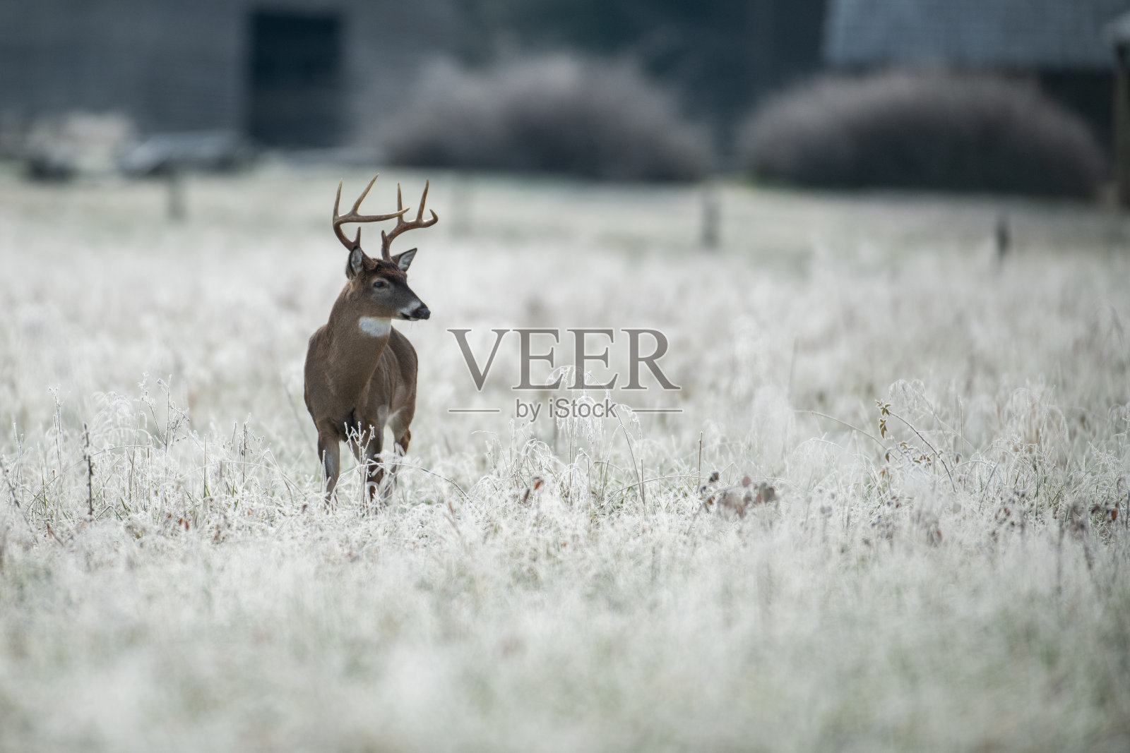 草地上的白尾鹿照片摄影图片