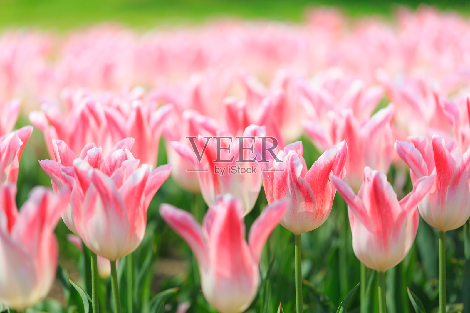 一组五颜六色的郁金香在日本的公园照片摄影图片