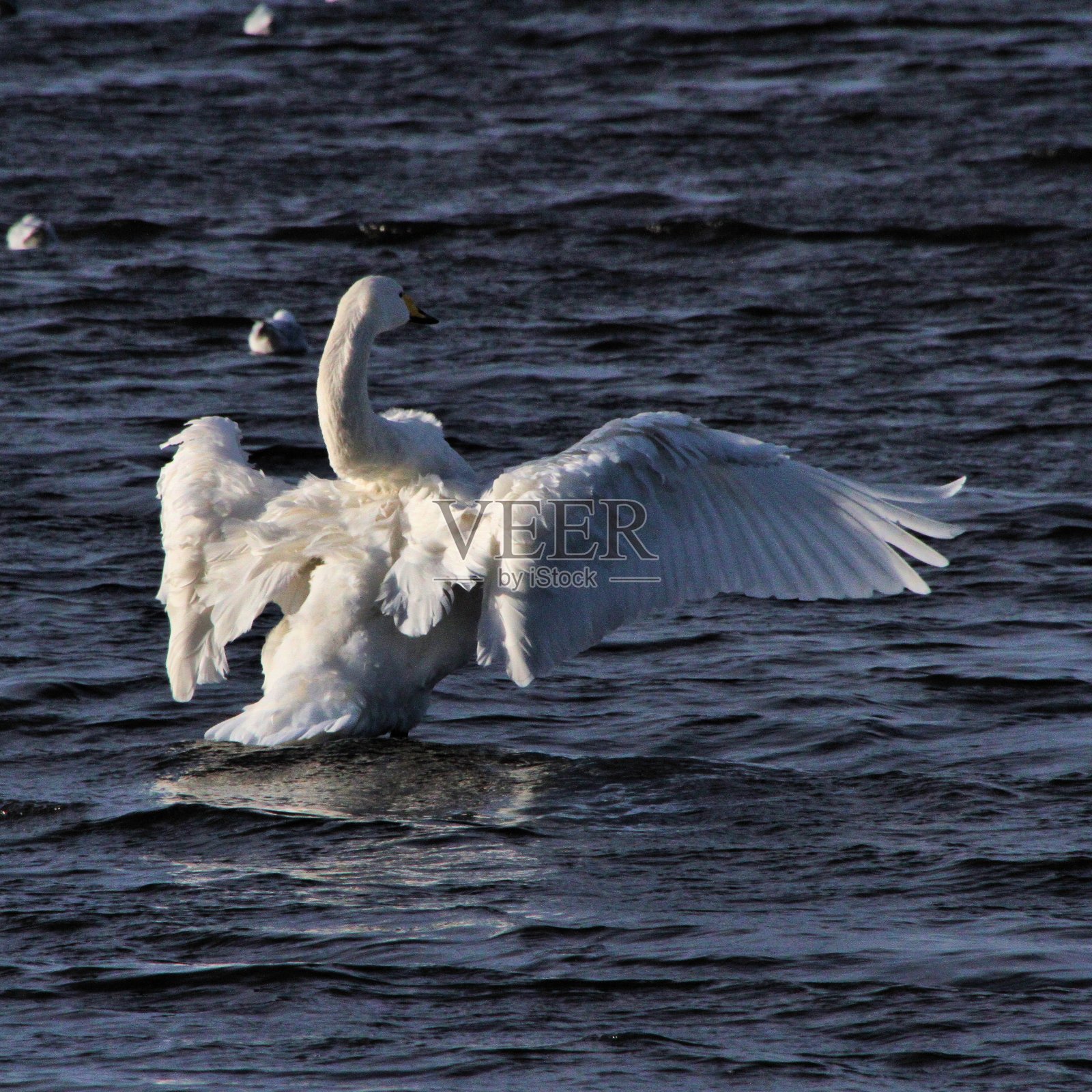 一张大天鹅拍打翅膀的图片照片摄影图片