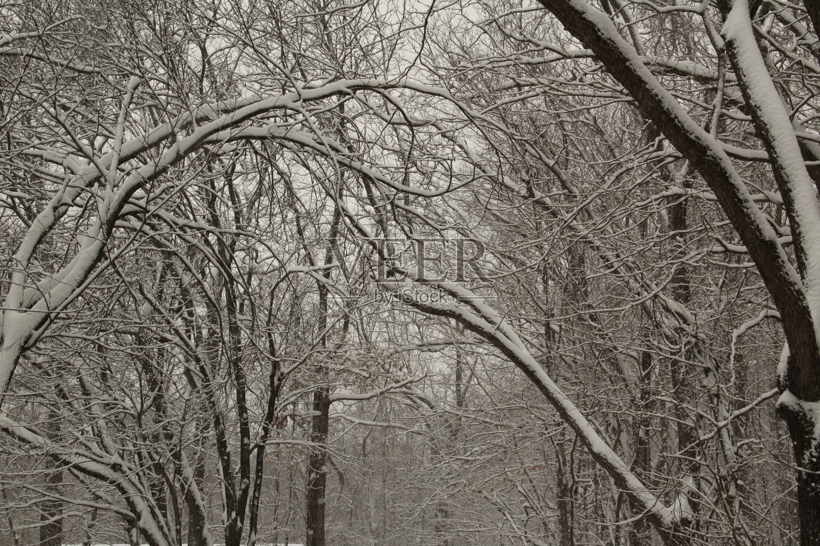 树枝上覆盖着一层雪照片摄影图片