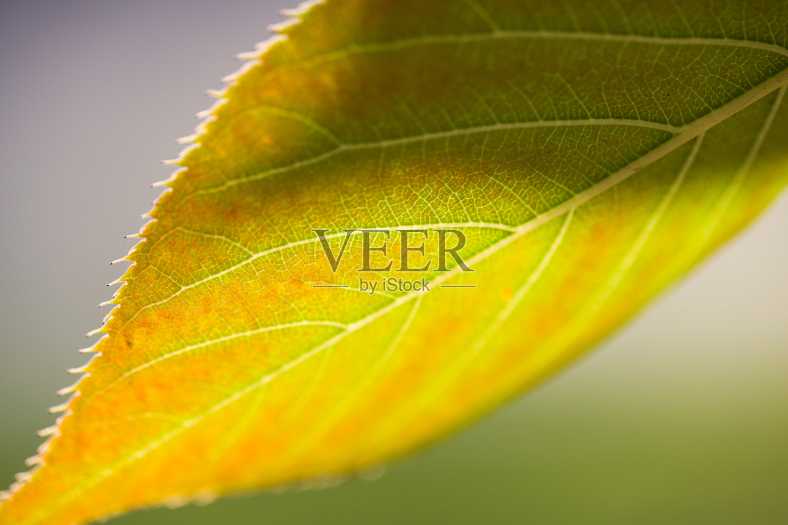 夏天树的特写，绿叶照片摄影图片