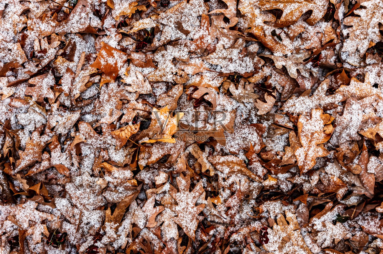 雪覆盖的叶子照片摄影图片