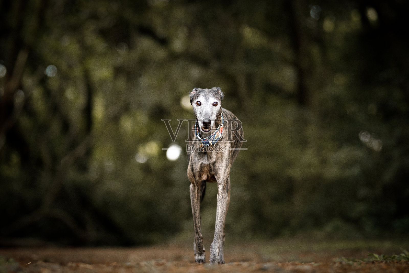 一只灰狗在奔跑照片摄影图片