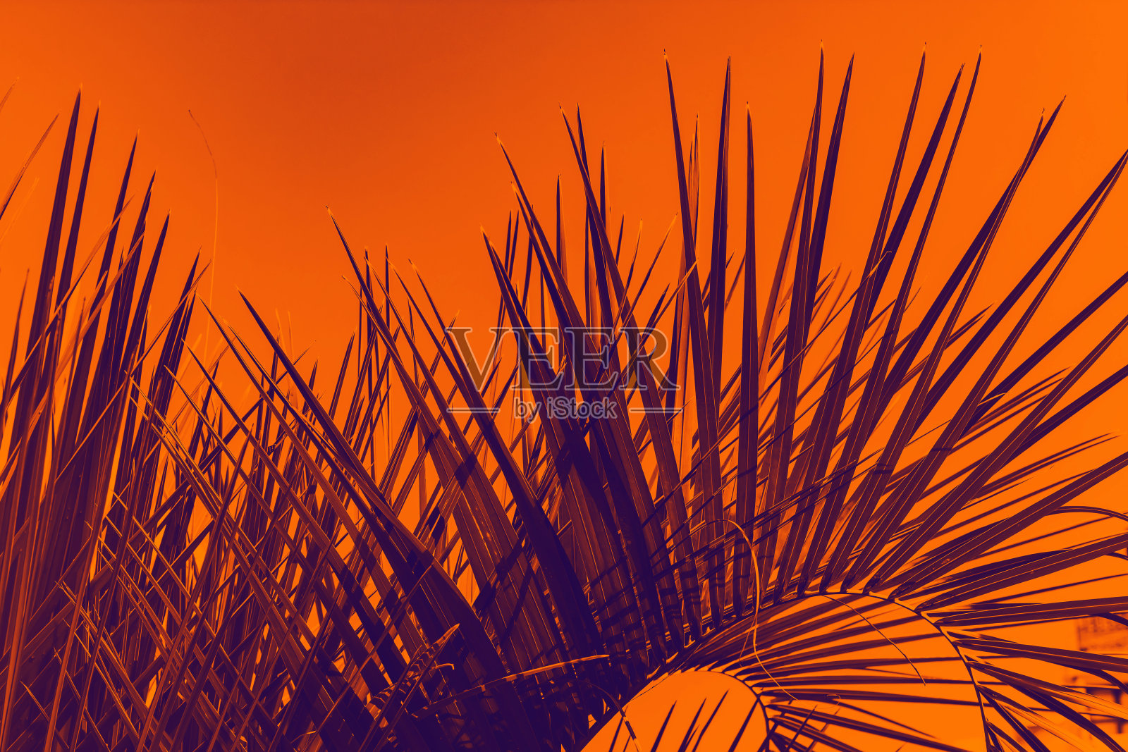 棕榈叶呈红蓝双色渐变。夏天的背景。照片摄影图片