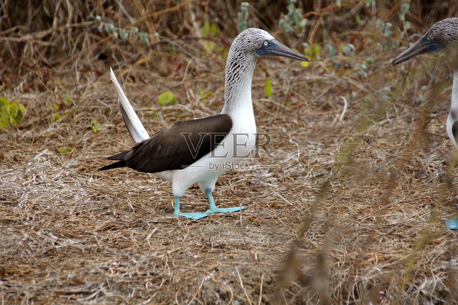 蓝脚鲣鸟照片摄影图片