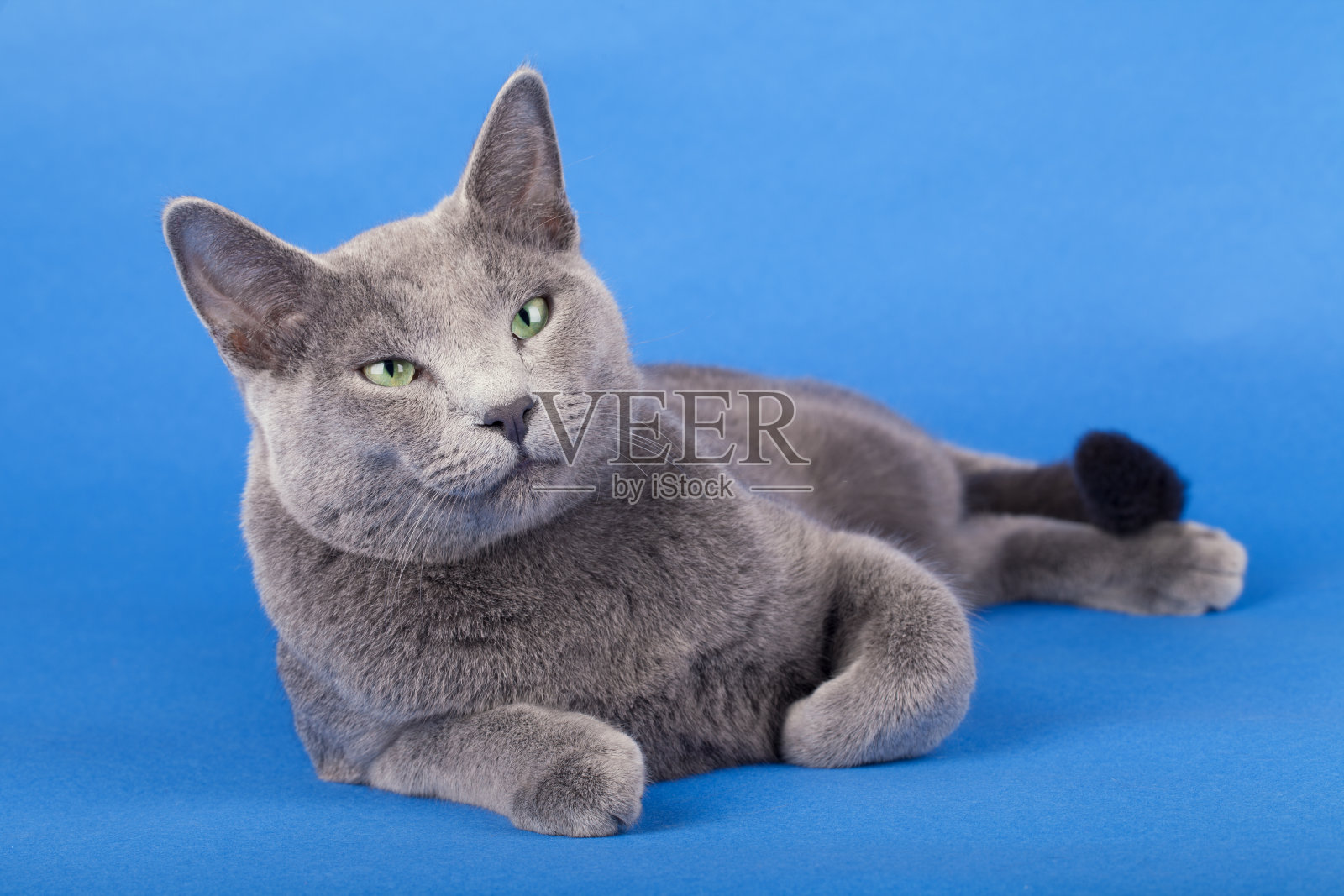 工作室拍摄的俄罗斯蓝色成年猫，站在蓝色，云彩的背景。照片摄影图片