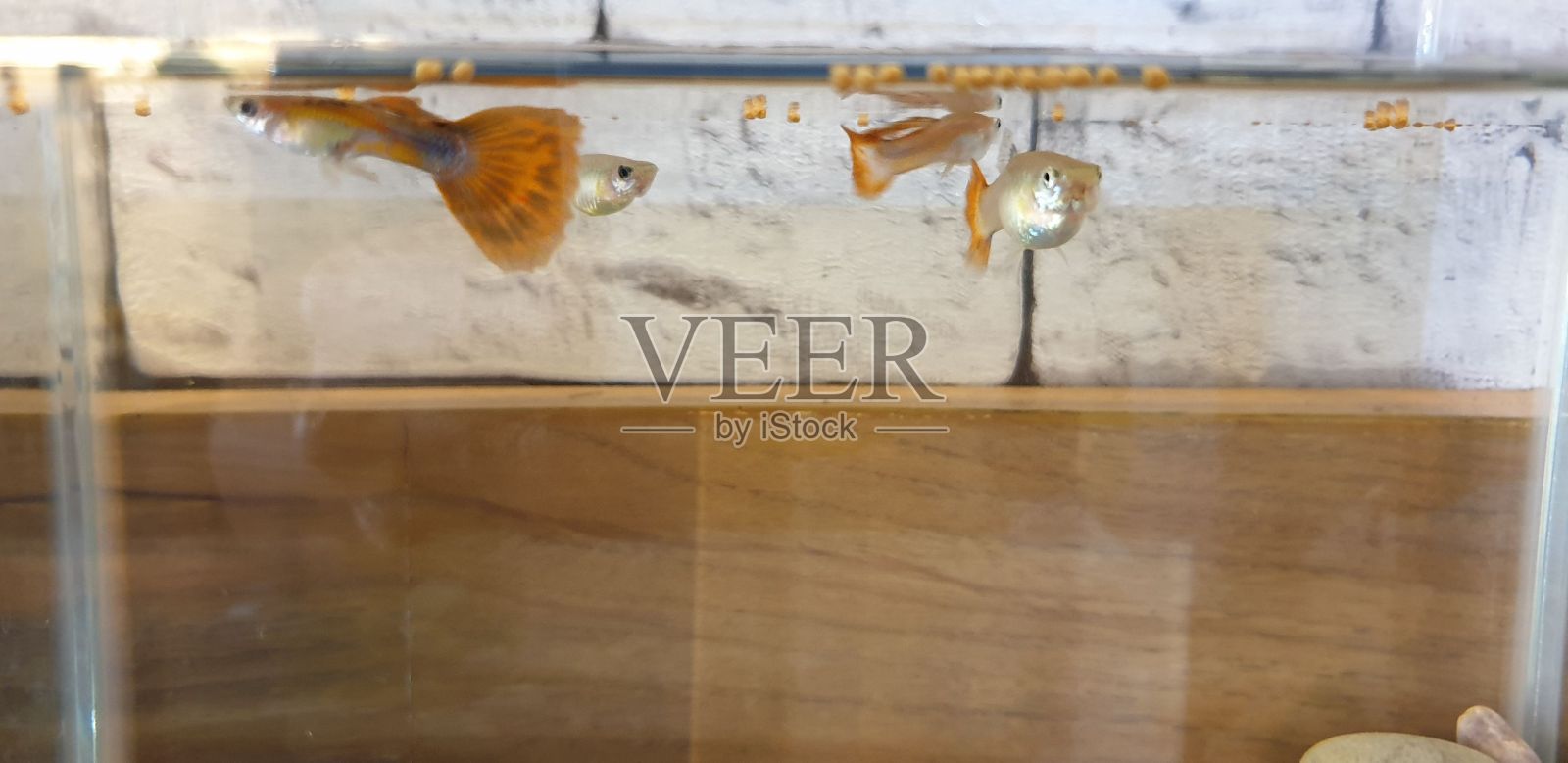 鱼照片摄影图片