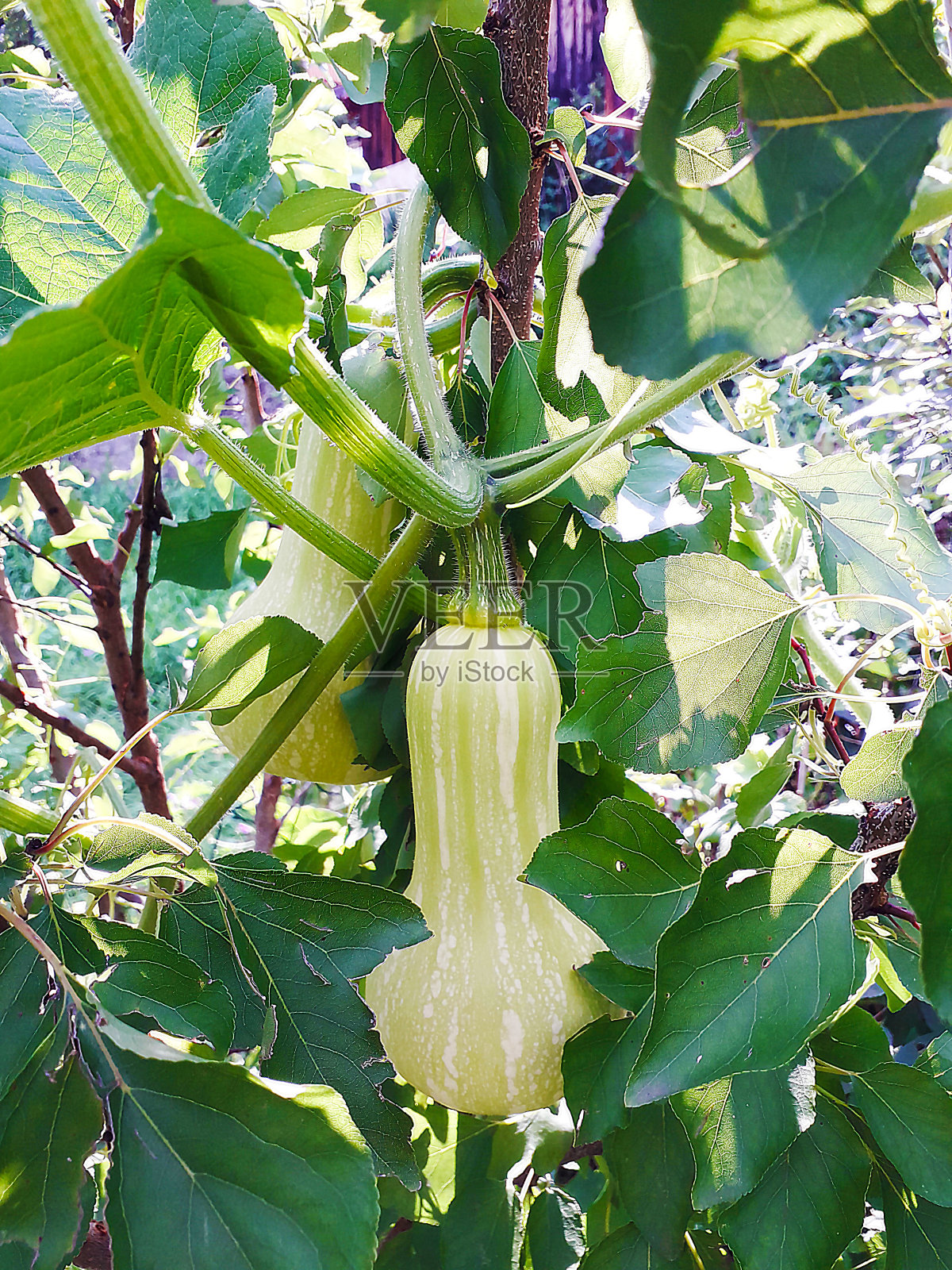 我的有机菜园里的南瓜照片摄影图片