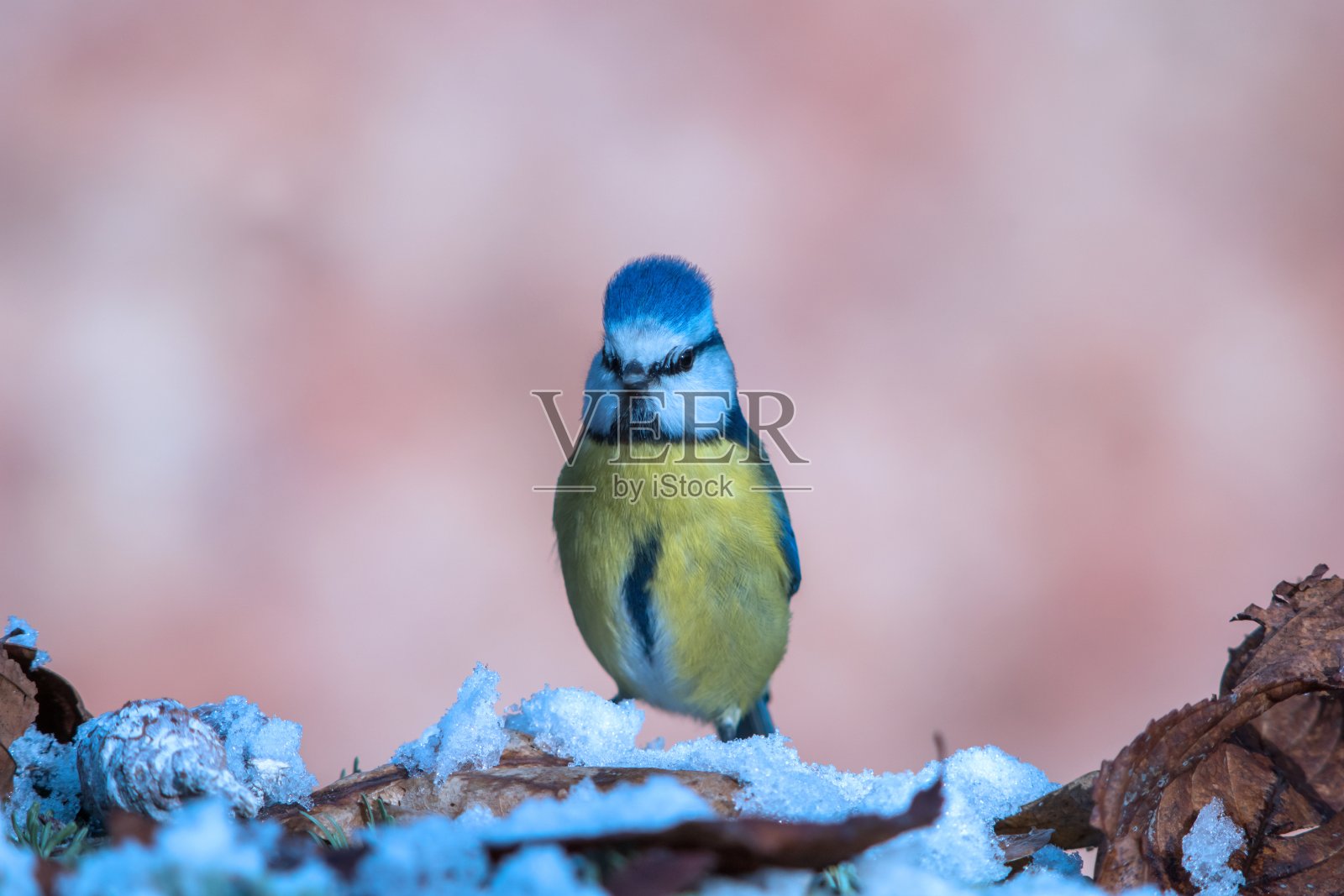 冬季里的蓝山雀照片摄影图片