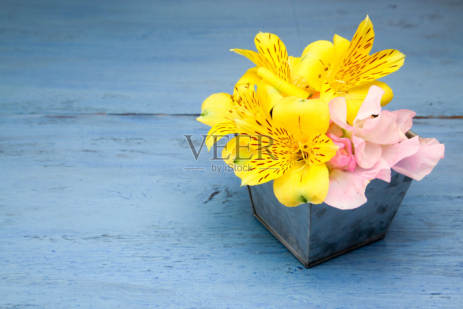 铁罐里的紫花苜蓿和甜豆照片摄影图片