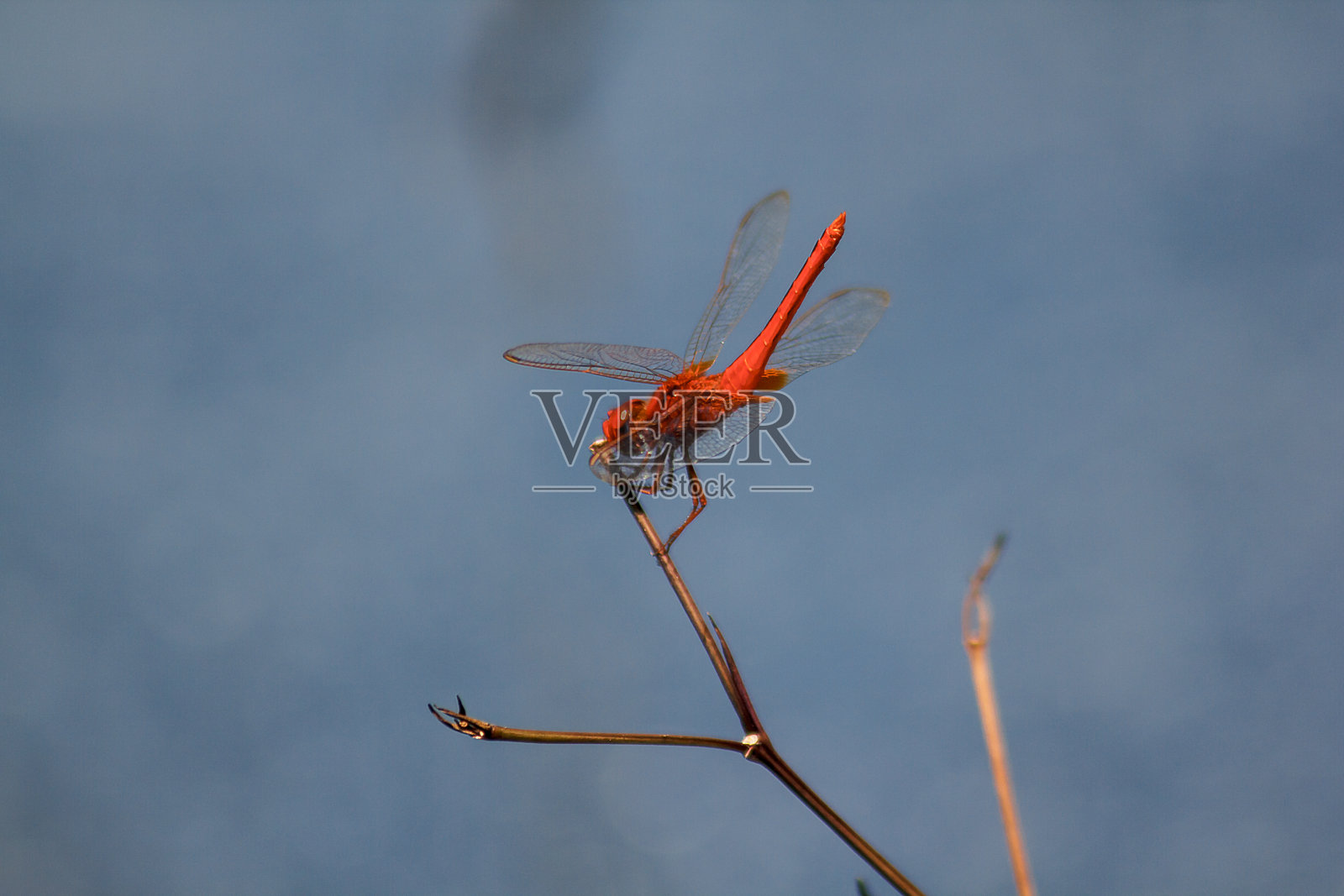 枯枝上的红蜻蜓照片摄影图片