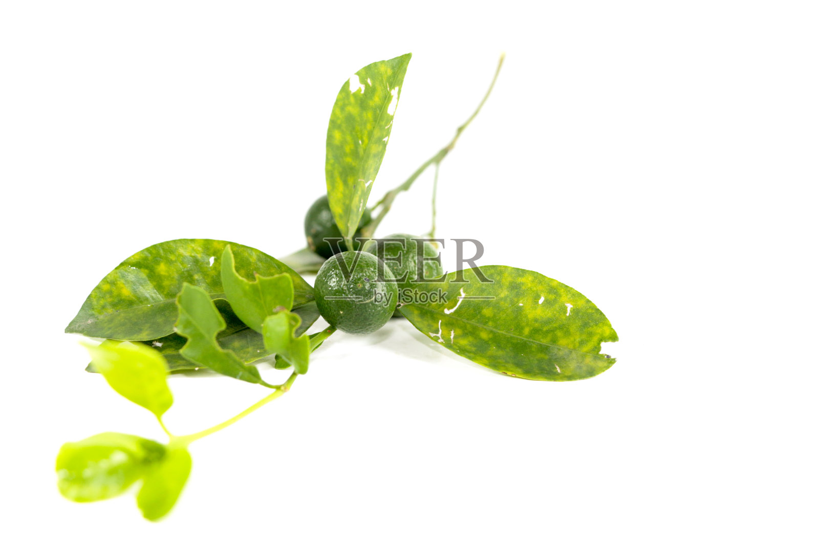 金橘关闭照片摄影图片