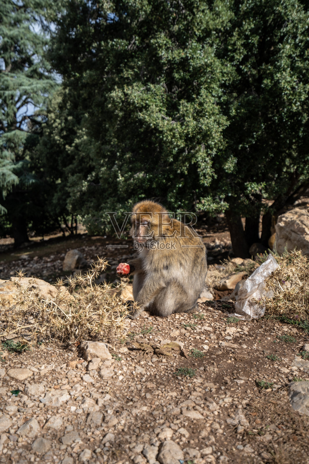 一只猕猴坐在森林边缘吃水果，阿特拉斯山，摩洛哥照片摄影图片