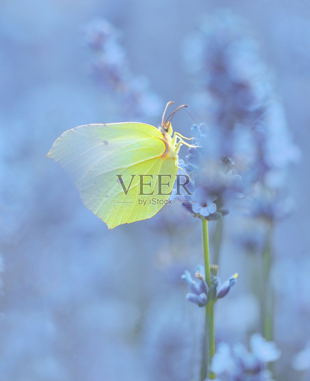 蓝色草地上的黄蝴蝶照片摄影图片