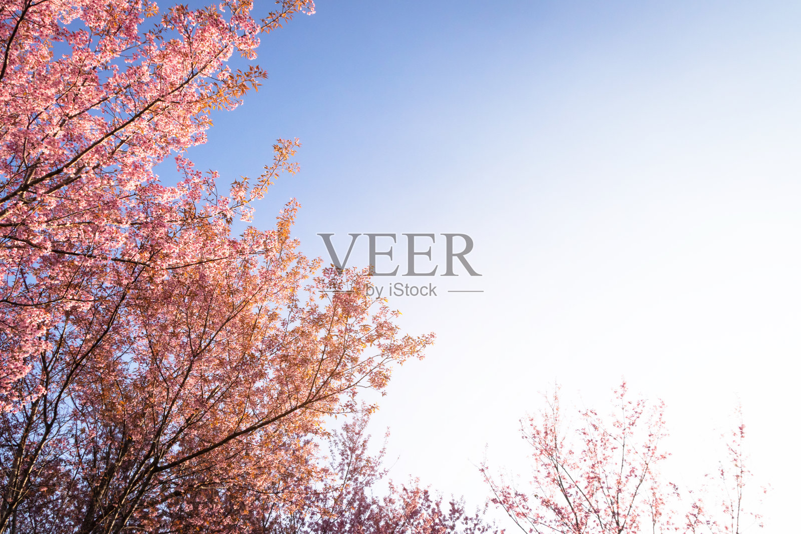 粉红色的野生喜马拉雅樱花枝与蓝天照片摄影图片