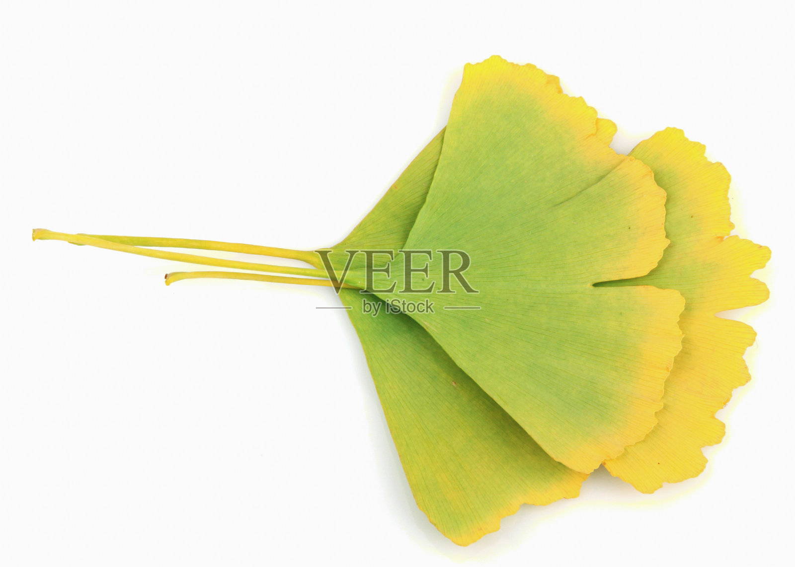 银杏叶照片摄影图片