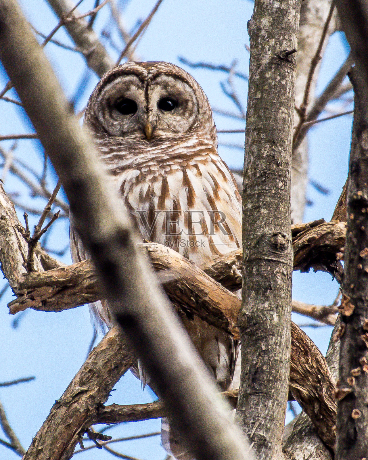 弗吉尼亚州亨特利草原的条纹猫头鹰照片摄影图片
