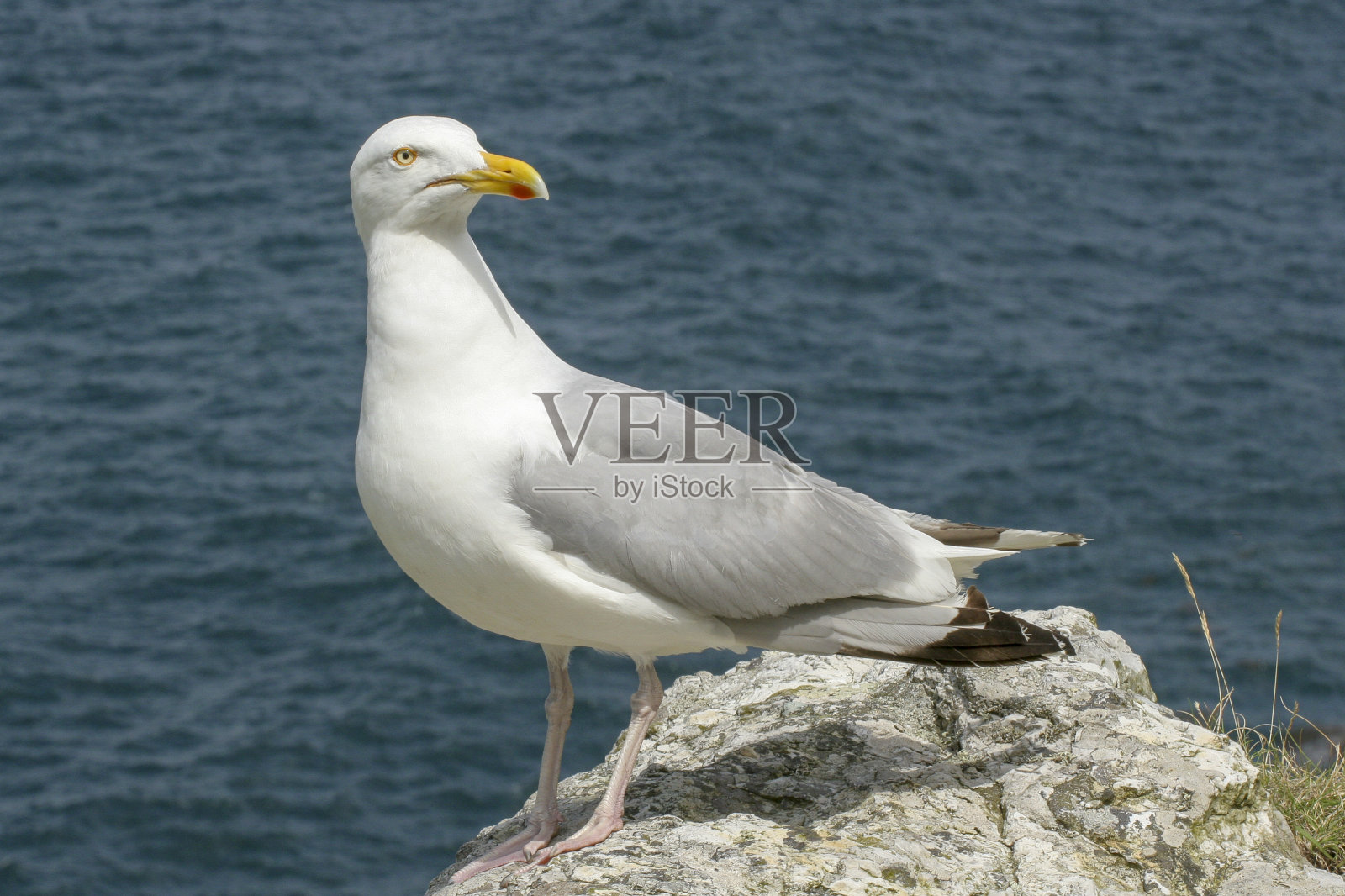 法国布列塔尼的海鸥照片摄影图片