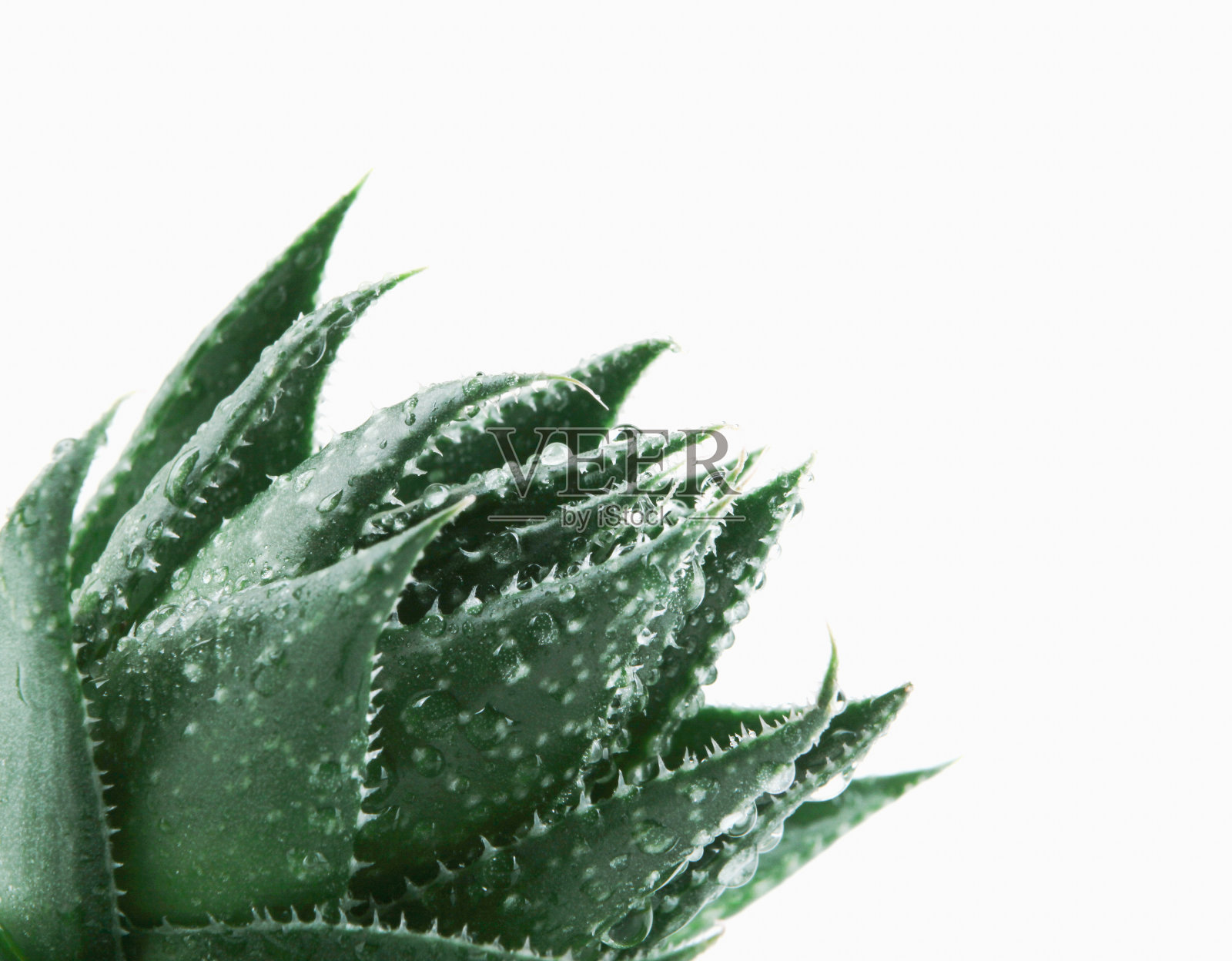 芦荟植物照片摄影图片